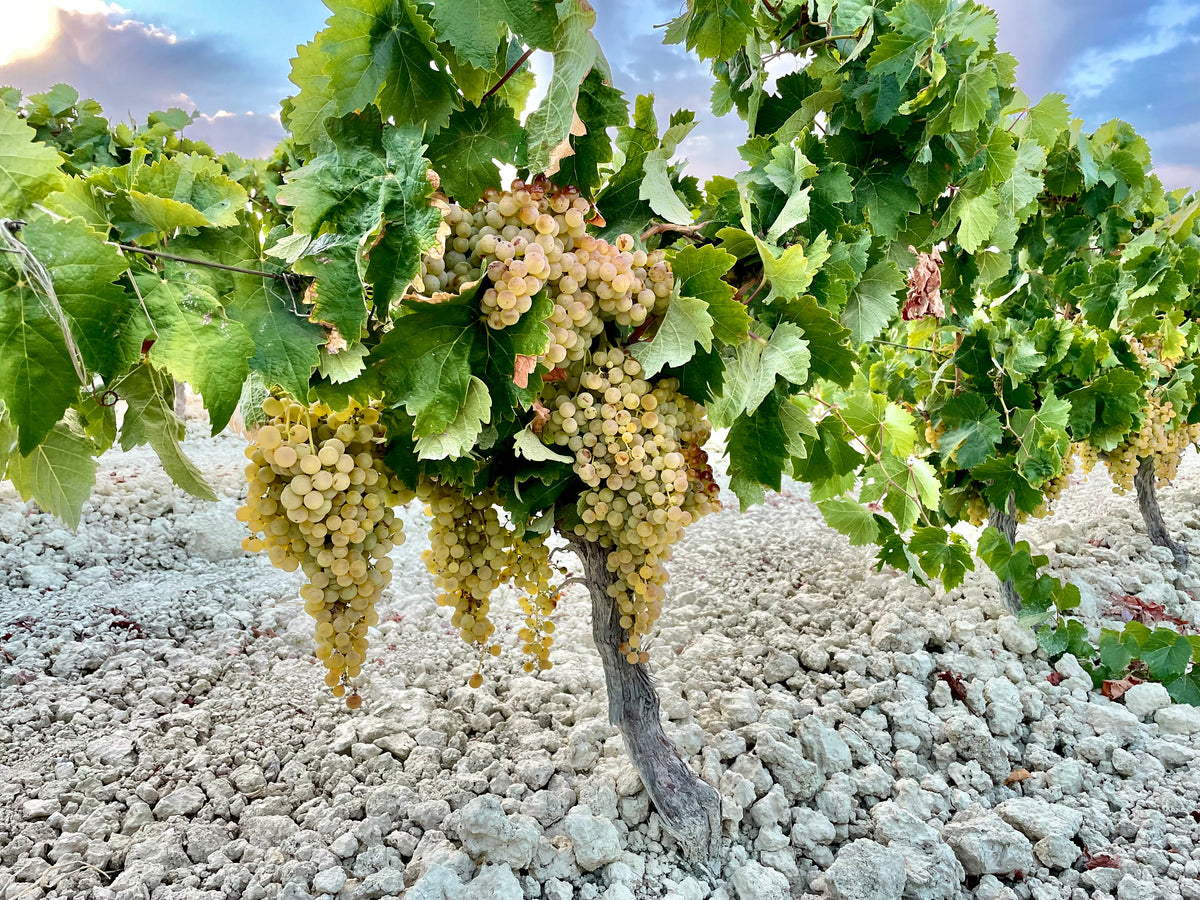Palomino sobre albariza, la tierra blanca de Cádiz.